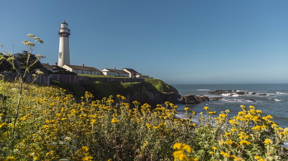 lighthouse flowers